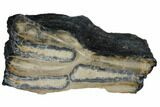Partial Mammoth Molar - South Carolina #129690-1